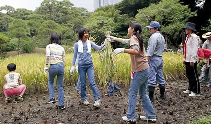 小学生の稲刈り体験（都立小石川後楽園）