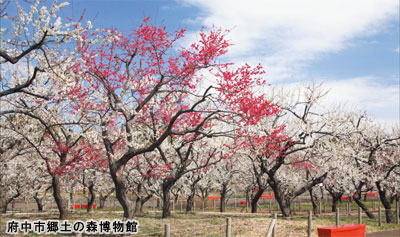 府中市郷土の森博物館