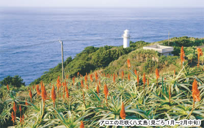 アロエの花咲く八丈島