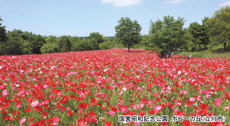 国営昭和記念公園 ポピーの丘（立川市）