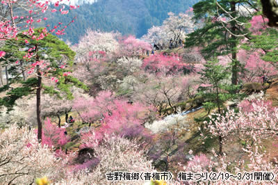 吉野梅郷（青梅市）梅まつり（2月19日から3月31日まで開催）