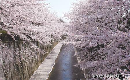 石神井川の桜（板橋区）