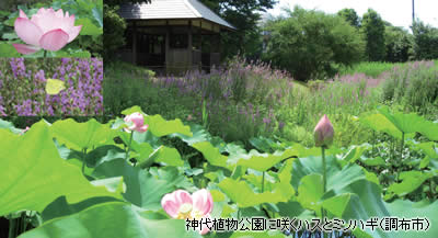 神代植物公園に咲くハスとミソハギ（調布市）