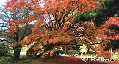 六義園の紅葉（文京区）