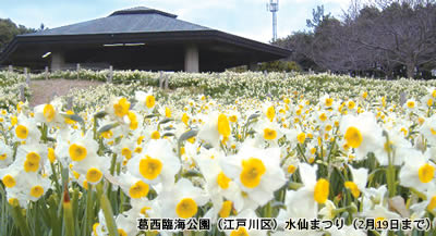 葛西臨海公園水仙まつり