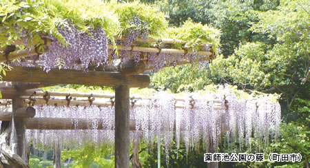 薬師池公園の藤（町田市）