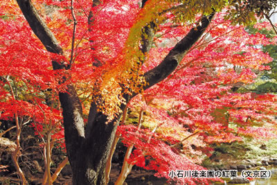 小石川後楽園の紅葉（文京区）