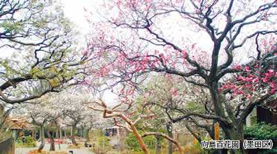 向島百花園（墨田区）