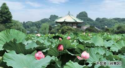 不忍池（台東区）