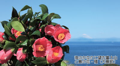 海のかなたに望む富士山と島の花・椿（大島町）