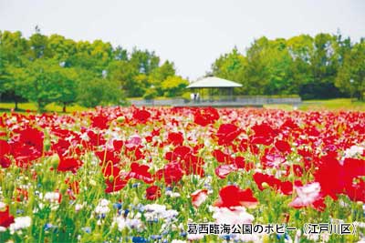 葛西臨海公園のポピー 江戸川区