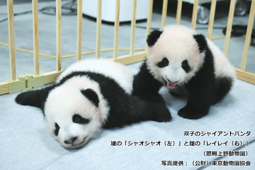 双子のジャイアントパンダ 雄の「シャオシャオ（左）」と雌の「レイレイ（右）」（恩賜上野動物園）写真提供：（公財）東京動物園協会