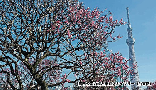 隅田公園の梅と東京スカイツリー（台東区）