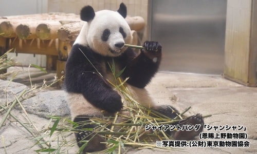 ジャイアントパンダ「シャンシャン」（恩賜上野動物園）写真提供：（公財）東京動物園協会