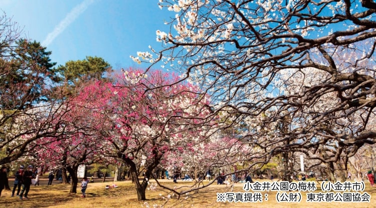 小金井公園の梅林（小金井市）写真提供：（公財）東京都公園協会