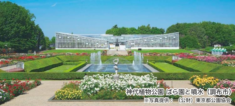 神代植物公園 ばら園と噴水（調布市）