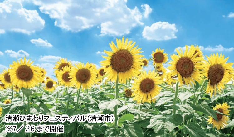 清瀬ひまわりフェスティバル（清瀬市）