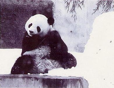 1975年上野動物園パンダ