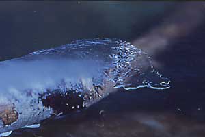 払沢の滝