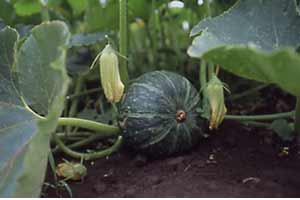 東京の夏野菜