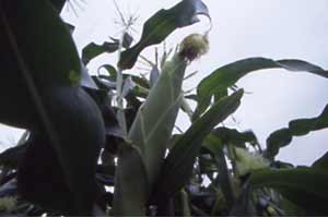 東京の夏野菜
