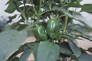 東京の夏野菜